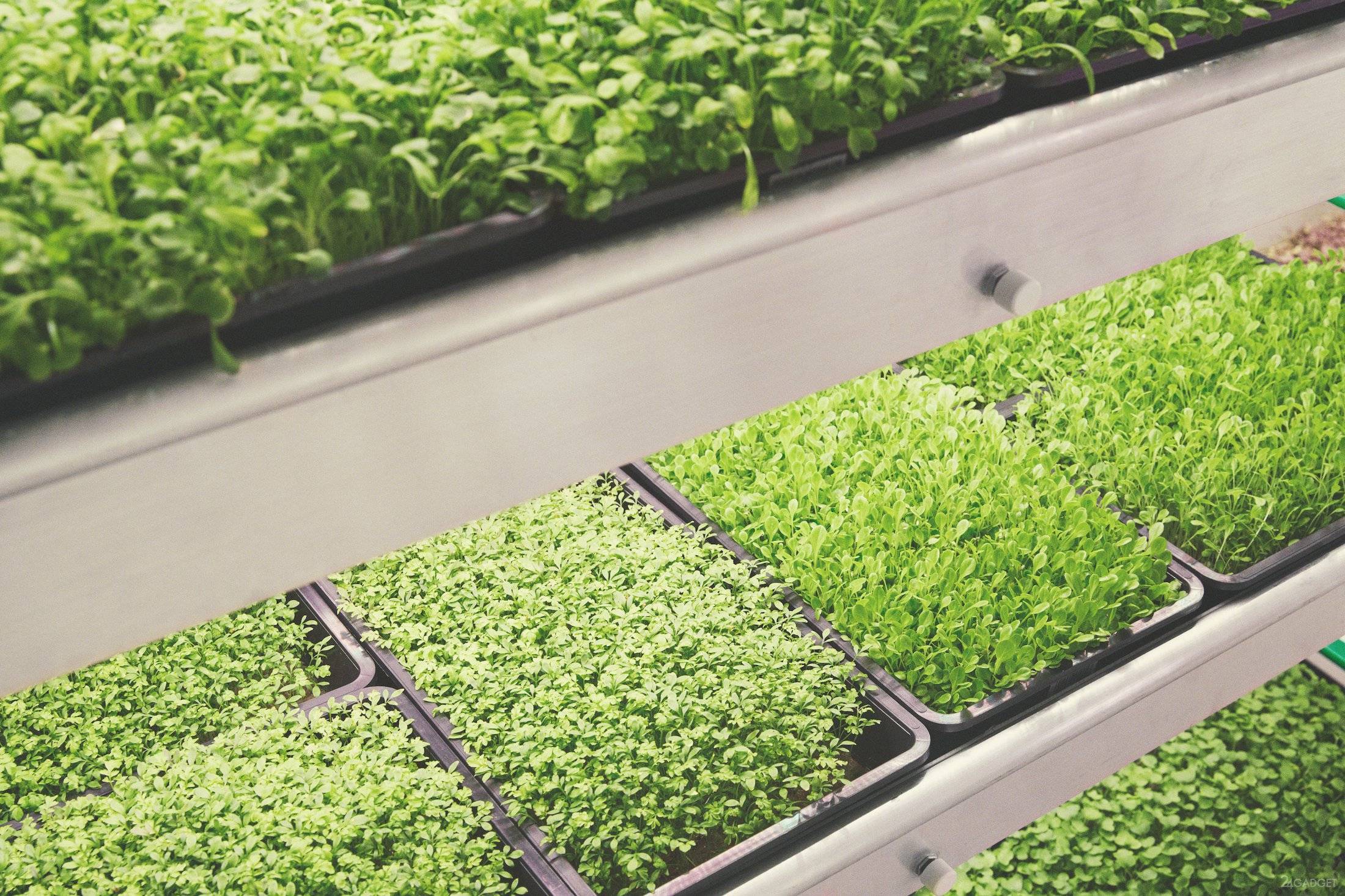 Выращиваем зелень на продажу (апрель 2022) — vipidei.com