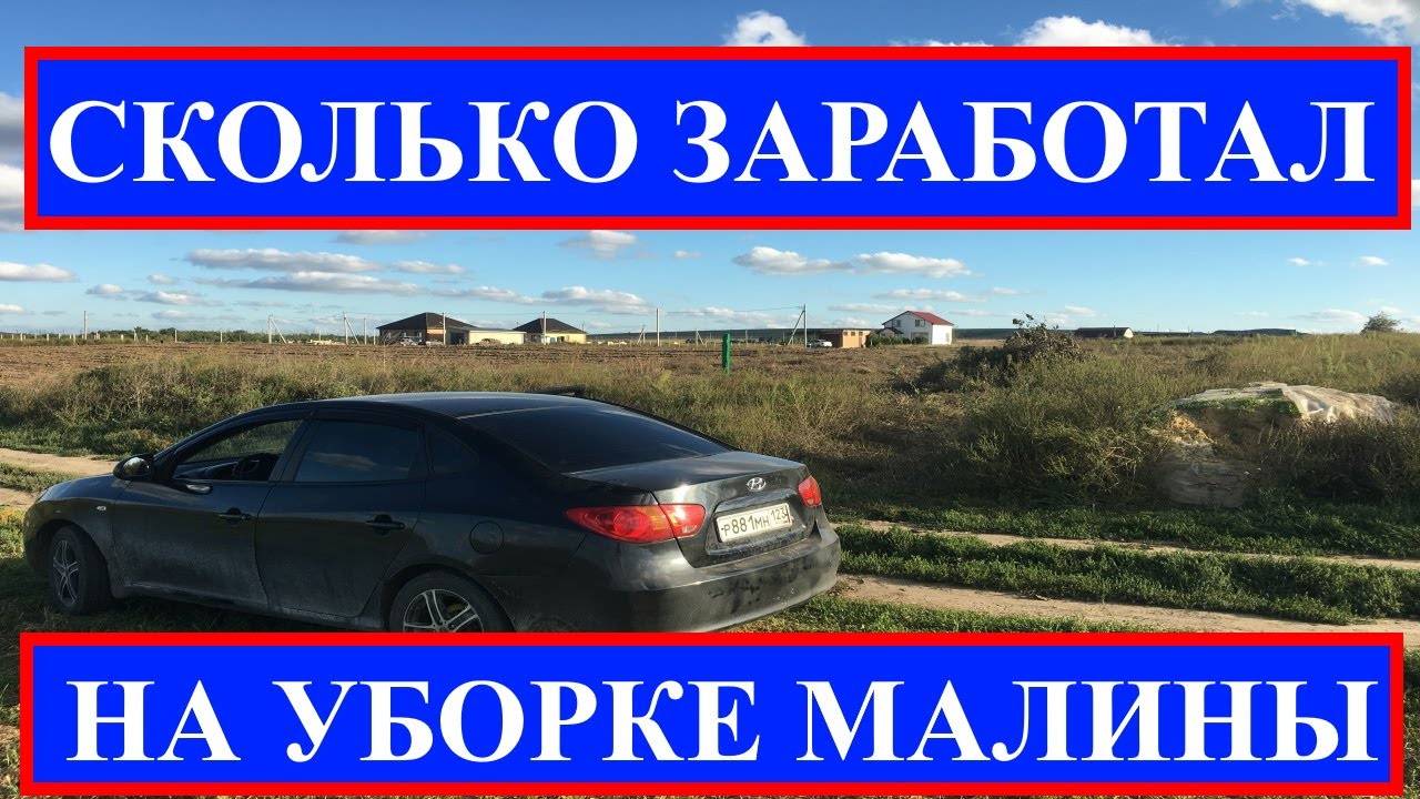Бизнес на выращивании малины (апрель 2022) — vipidei.com