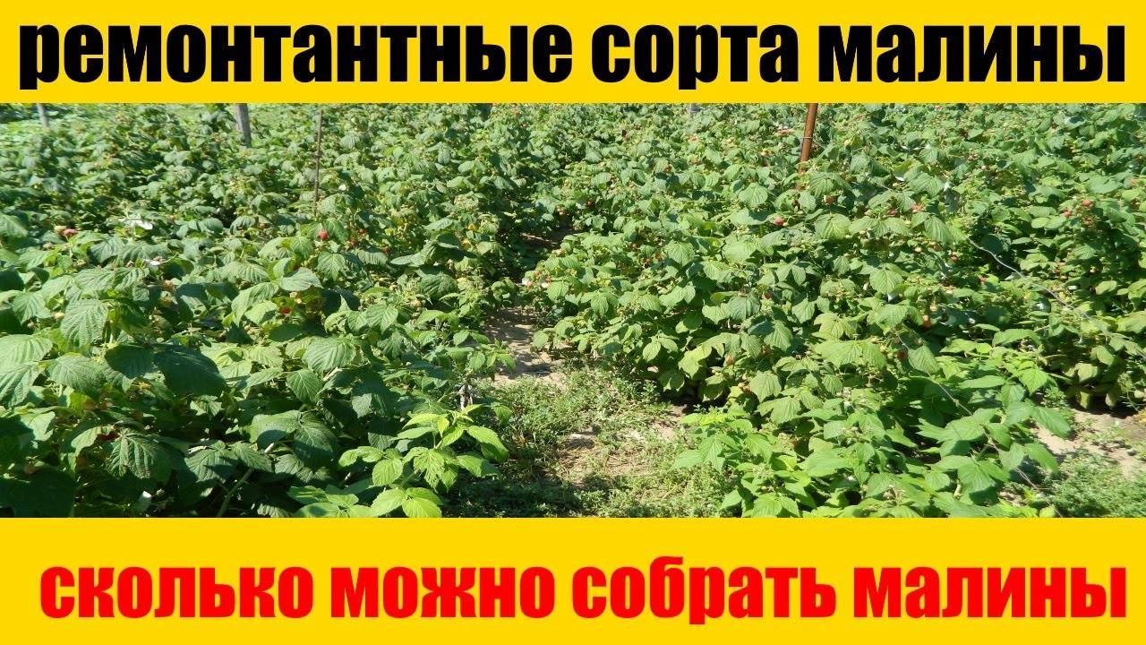 Бизнес на малине: реализация процесса, пути сбыта