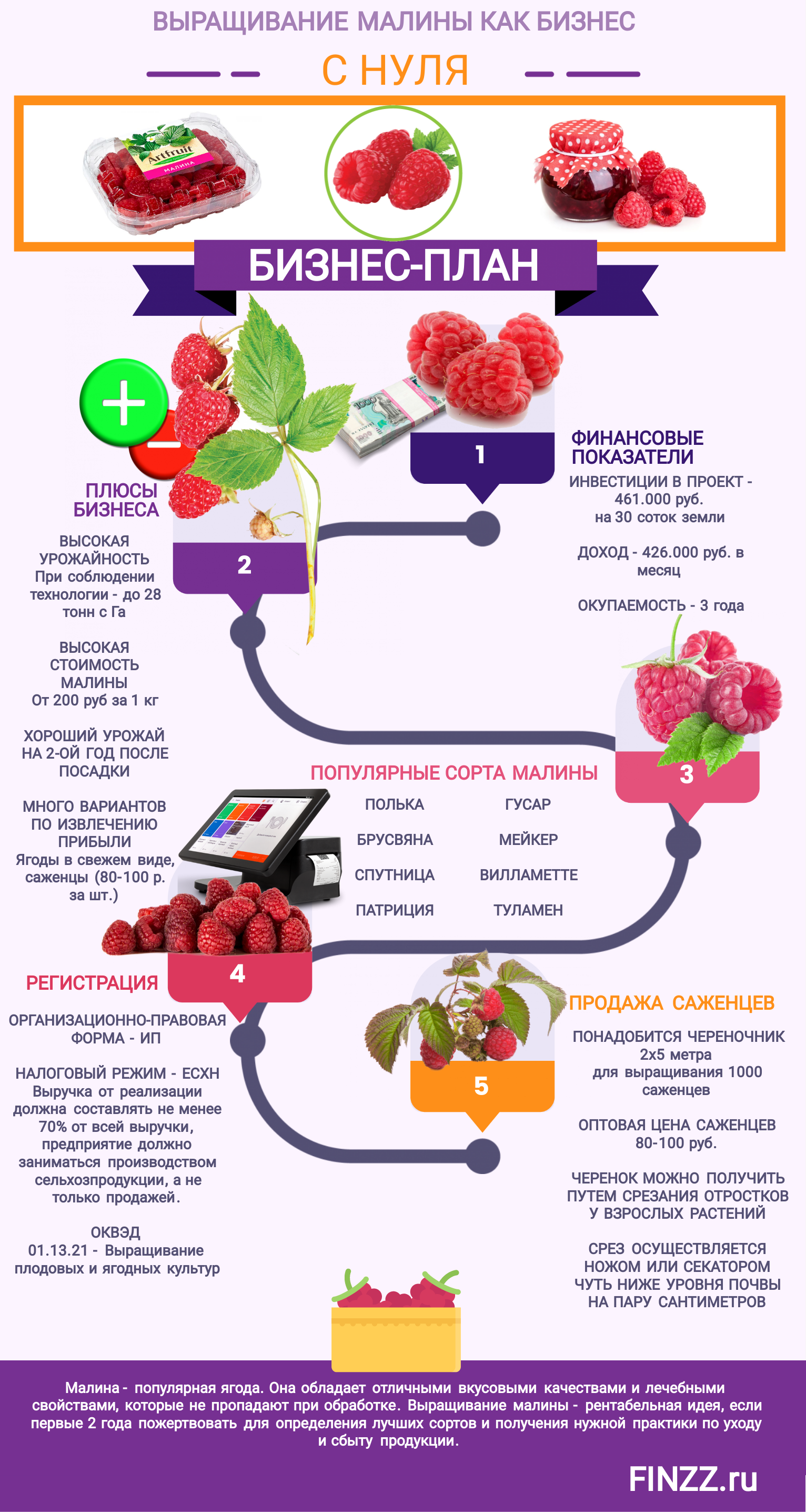 Выращивание малины как бизнес