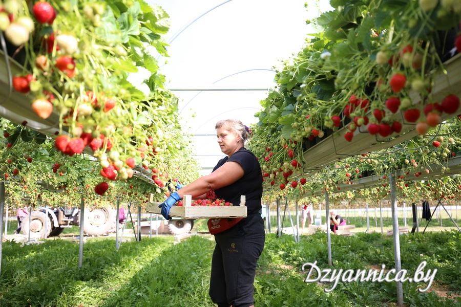 Клубника выращивание в домашних условиях круглый год как бизнес