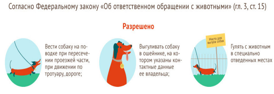 Что делать, если соседи выгуливают собак на газоне у дома: правила выгула собак в 2022 году