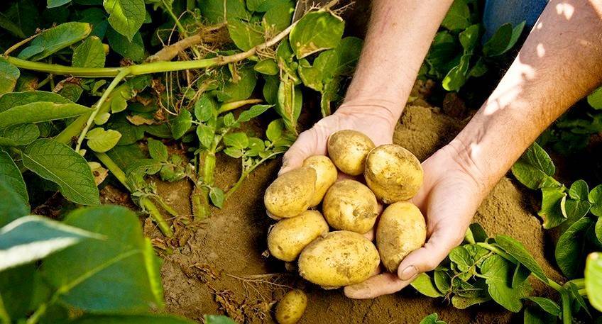 Бизнес план по выращиванию картофеля — abcbiznes.ru