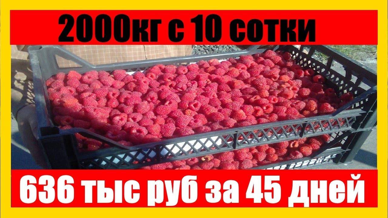 Как я бизнес на малине делала или опыт выращивания от саженца до тары | ягодный сад, или прикладное садоводство в советах, вопросах и ответах