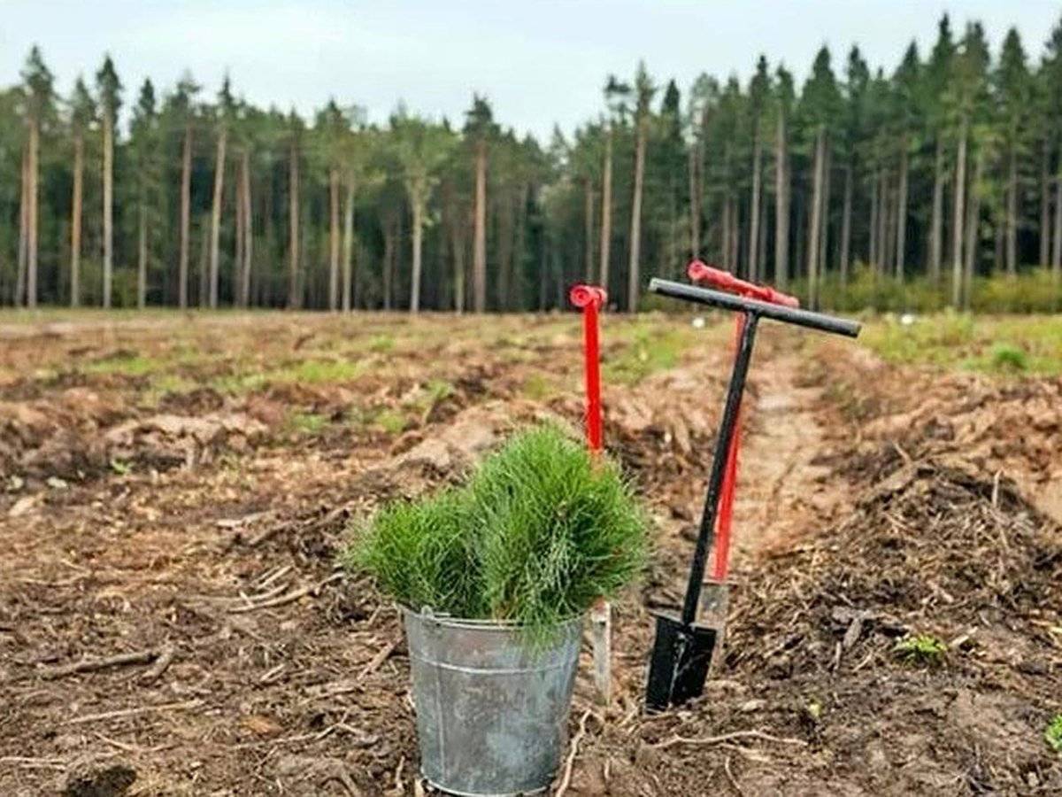 Сколько можно заработать с 2,5 соток малины (личный опыт): доходы, расходы, нюансы